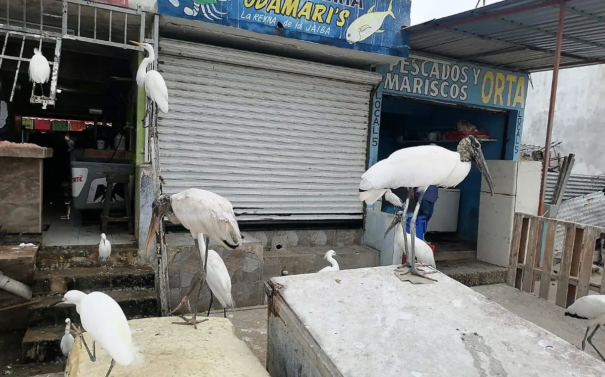 Ya viste las garzas en el mercado la Puntillita de Altamira Mario Cruces (1)